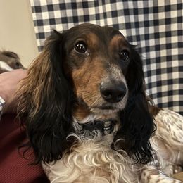 Teddy - Dachshund
