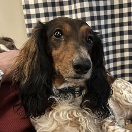 Teddy - Dachshund