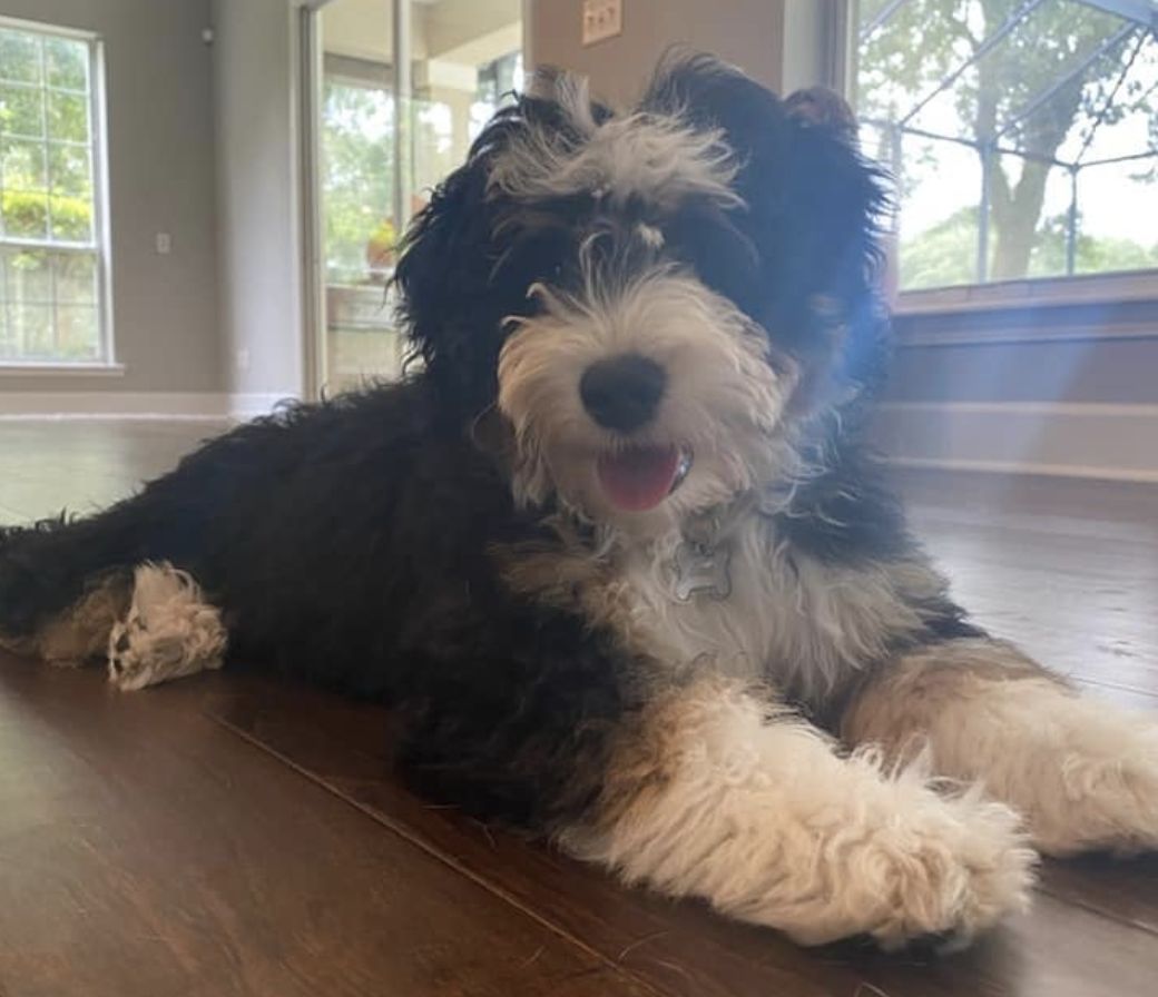 Bailey's Bernedoodles in Florida | Bernedoodle puppies | Good Dog