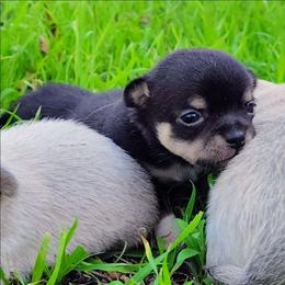 Tiny Lil One - Black and tan male Chihuahua puppy in Weatherford, Texas from Small and Mighty Chihuahuas
