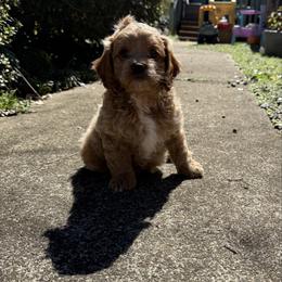 Kristoff - Red roan male Cockapoo puppy in Williamston, South Carolina from Sassy Bob’s Dogs