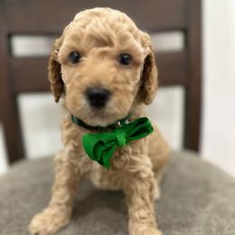 Colorado Green - Apricot male Goldendoodle puppy in Shingle Springs, California from Creamy Retrievers