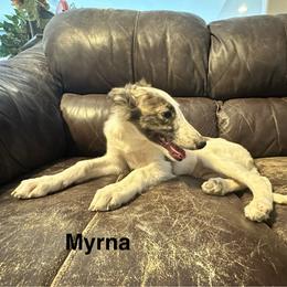 Myrna - White and fawn brindle female Silken Windhound puppy in Pahrump, Nevada from Gwen Little's Borzois and Silken Windhounds