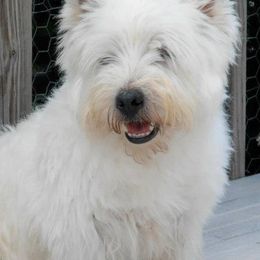 Cotons de Tulear, Mi-Kis, and West Highland White Terriers from My Little Puppy Paws