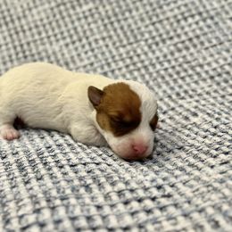 Sven - White and tan male Russell Terrier puppy in Valley Mills, Texas from Bar Rafter C Shorty Jacks