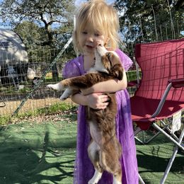 Miniature Australian Shepherd Puppies from Lavish Luxuries Mini and Toy Australian Shepherds