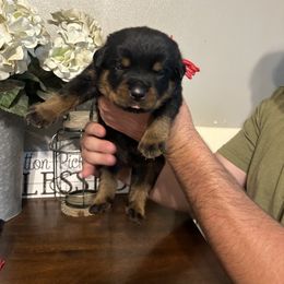 Boy 2 - Rottweiler puppy in Ohio from Vom Hause Bishop