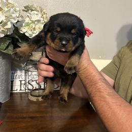 Boy 2 - Rottweiler puppy in Ohio from Vom Hause Bishop