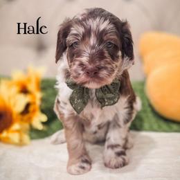 Hale - Merle male Double Doodle puppy in Cleveland, Tennessee from Edgewater Doodles & Designer Pups