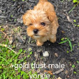 Goldy - Gold male Yorkshire Terrier puppy in Bruceville, Indiana from Baby Girl’s Yorkies, Shih-Tzu, Shorkies