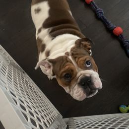 Rubble - Bulldog