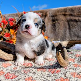 Russ - Brindle merle and white male American Corgi puppy in Shawnee, Oklahoma from Sunray Ranch