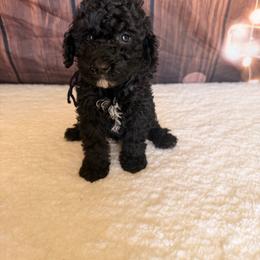 Marshmallow - Black male Goldendoodle puppy in Luana, Iowa from Country View Bernedoodles and Goldendoodles