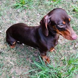 Olive - Dachshund