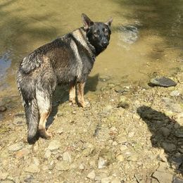 Duke - German Shepherd