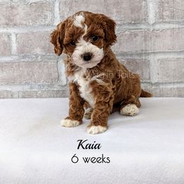 Bernedoodle and Cavapoo Puppies from Wag'in Tails