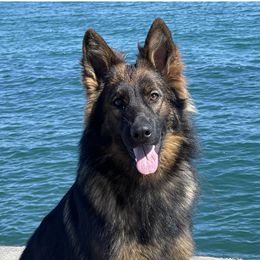 Adia - German Shepherd