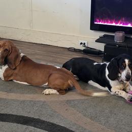 Basset Hound puppies from Happy Hound Bassets of Whitney