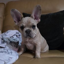 French Bulldog puppies from Pugs, Frugs and Frenchies