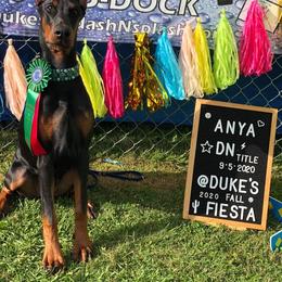Doberman Pinscher Puppies from Imperium Dobermann Kennel