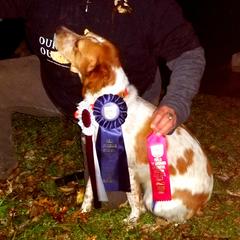 Olive - French Brittany