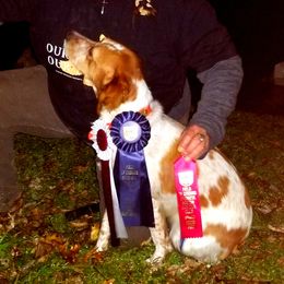 Olive - French Brittany