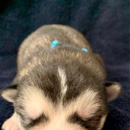 Manny - Gray and white male Alaskan Malamute puppy in Palmyra, Michigan from Illusion Kennel