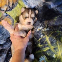 Girl 1 - Agouti and white Siberian Husky puppy in Meridian, Mississippi from JJ's Huskies