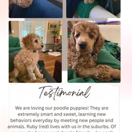 Poodle Puppies from Majestic Embrace