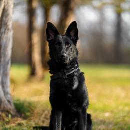 Bud - Black male German Shepherd puppy in Knowlton Township, New Jersey from Augenblick Kennels