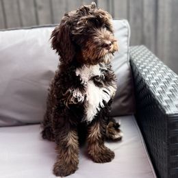 Artemis - Brown and white Bernedoodle puppy in Los Angeles, California from Bernied00dle Love