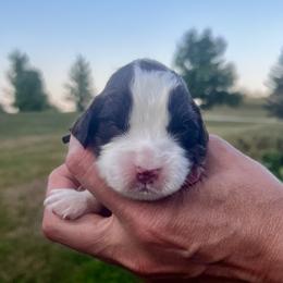 Gray collar - White and liver male English Springer Spaniel puppy in Sterling, Michigan from Springerdoodles In MI