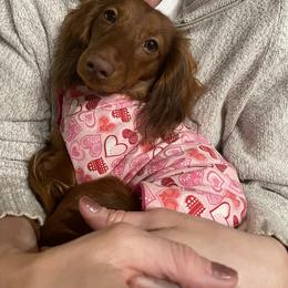 Dachshund All Grown Up from Dix n’ Dot Dachshunds