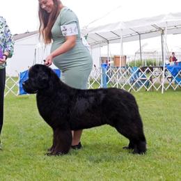 Dolla - Newfoundland