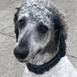 Bernedoodles, Cavapoos, Goldendoodles, and Poodles from Iowa Heartland Doodles