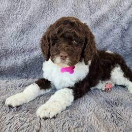 Brown Parti - Parti female Poodle puppy in Bauxite, Arkansas from Mountain Ridge Poodles