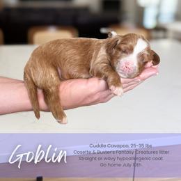Goblin - Red male Cavapoo puppy in South Jordan, Utah from Wonderful World Doodles