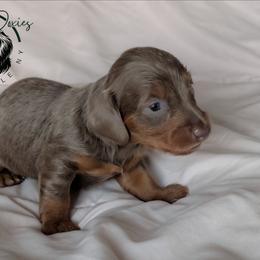 Aeko - Fawn (isabella) and tan male Dachshund puppy in Fultonville, New York from Sandy Aussies & Pomeranians