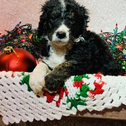 Bernedoodle Puppies from Moose Tracks Bernedoodles