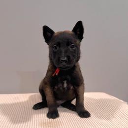 Red - Black sable male Belgian Malinois puppy in Muskegon, Michigan from Red Acres Working Line K9s