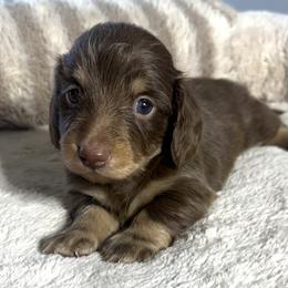 Susan - Chocolate female Dachshund puppy in Gold Canyon, Arizona from Silverking Kennels