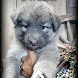 Phoenix - Blue female German Shepherd puppy in Sequim, Washington from German Shepherd Haus