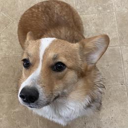 Georgia - Pembroke Welsh Corgi