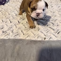 Sunflower - Red and white female Bulldog puppy in Villa Rica, Georgia from Red Clay Bullies