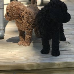 Labradoodle Puppies from Double B Doodles