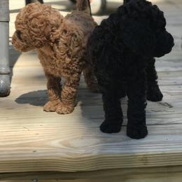 Labradoodle Puppies from Double B Doodles