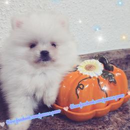 Luxe - AKC Champion Imported Bloodline - White male Pomeranian puppy in Albany, Oregon from Purrs N Poms