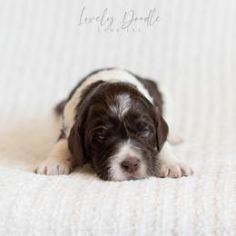 Lavender Collar Girl - Chocolate female Australian Labradoodle puppy in Thousand Oaks, California from Lovely Doodle Lane