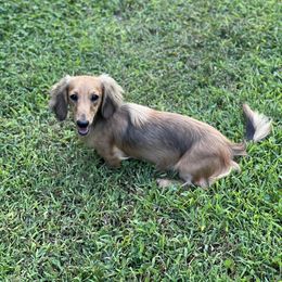 Aspen - Dachshund