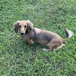 Aspen - Dachshund